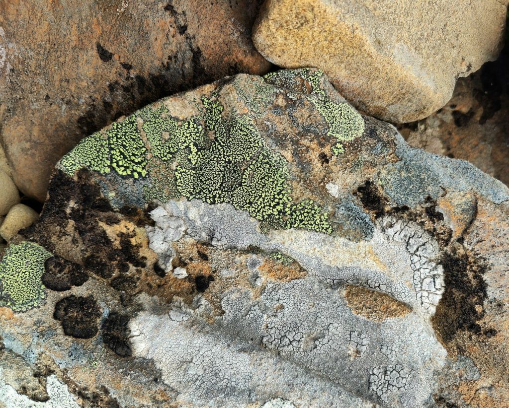 a close up of a rock with moss growing on it