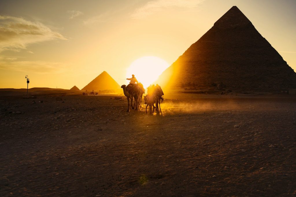 Camels walk past pyramids at sunset