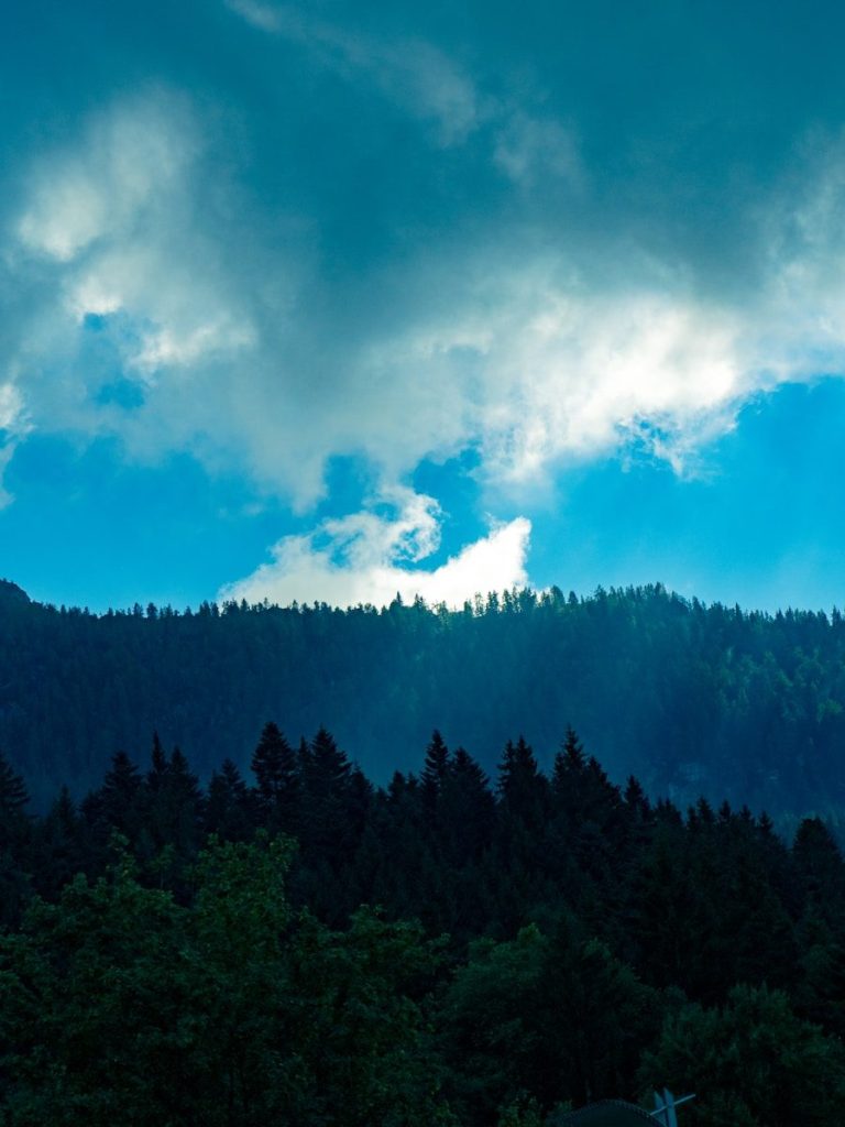 Dark forest canopy beneath a dramatic cloudy sky