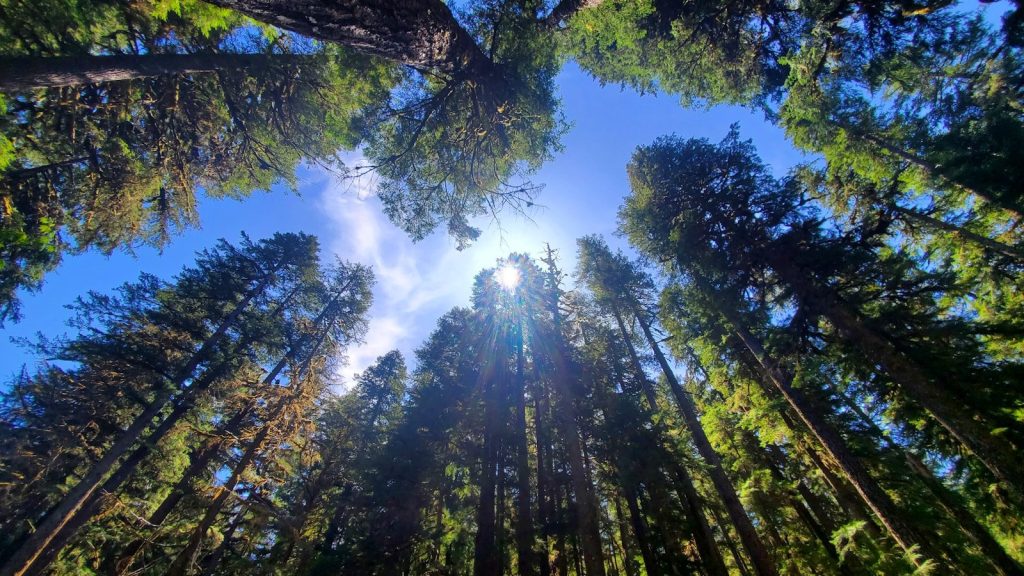 the sun shines through the tall trees in the forest