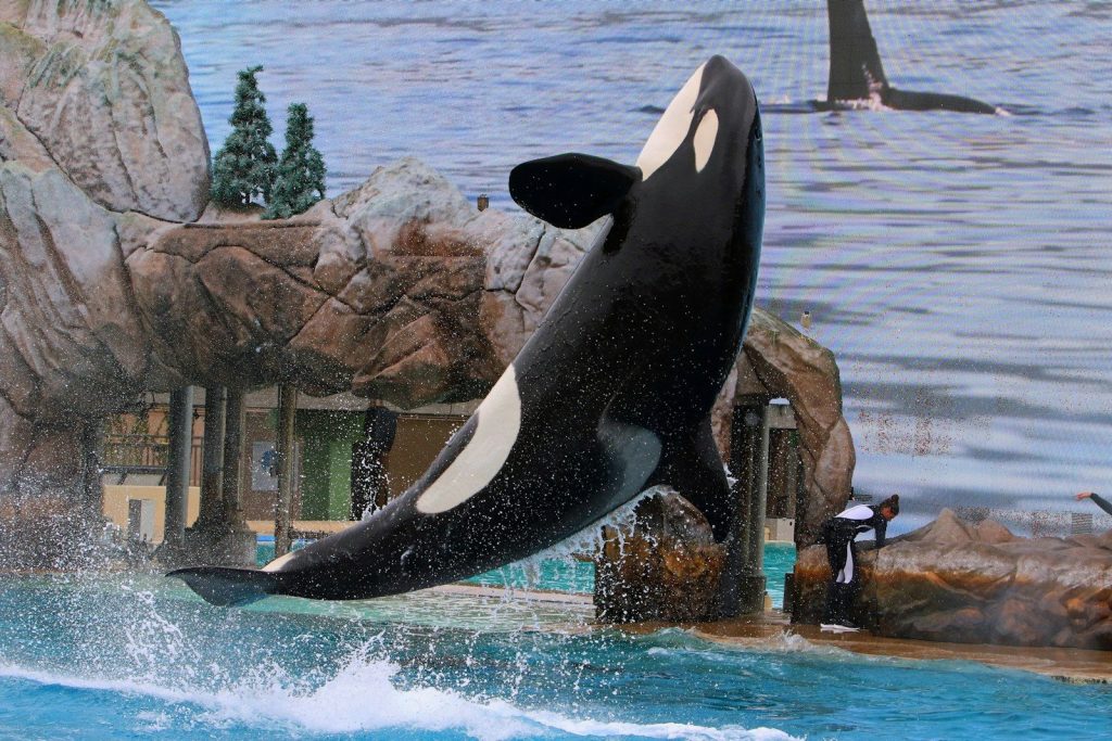 An orca whale leaps out of the water