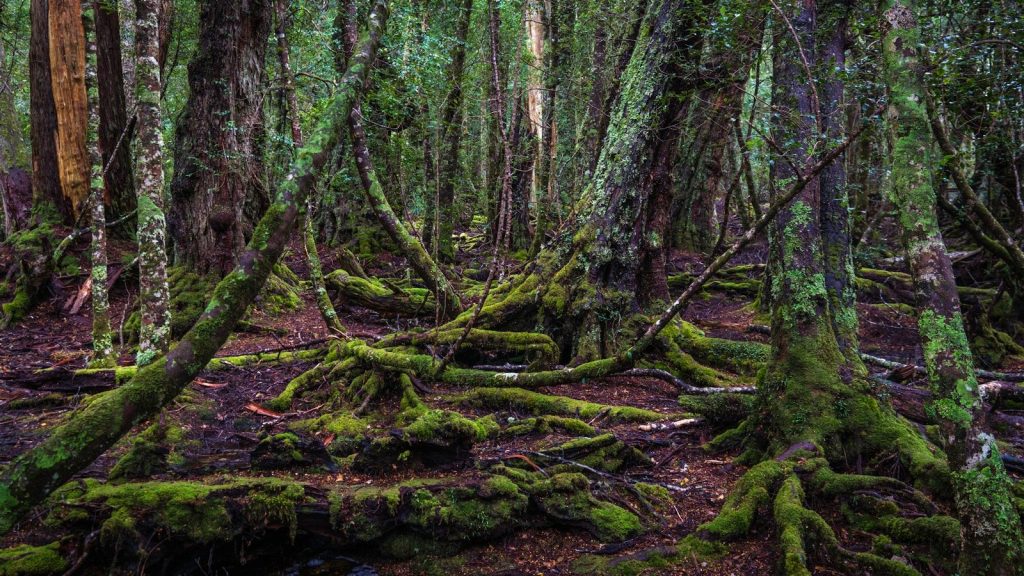 green trees near river during daytime