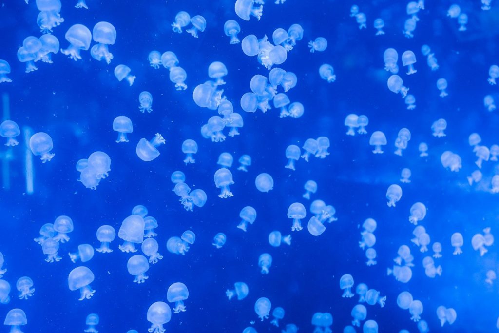 Many small jellyfish swimming in a vibrant blue ocean.