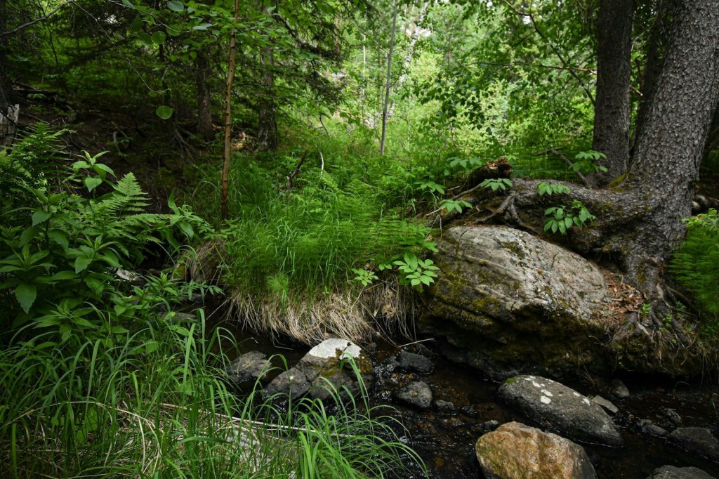a stream running through a lush green forest