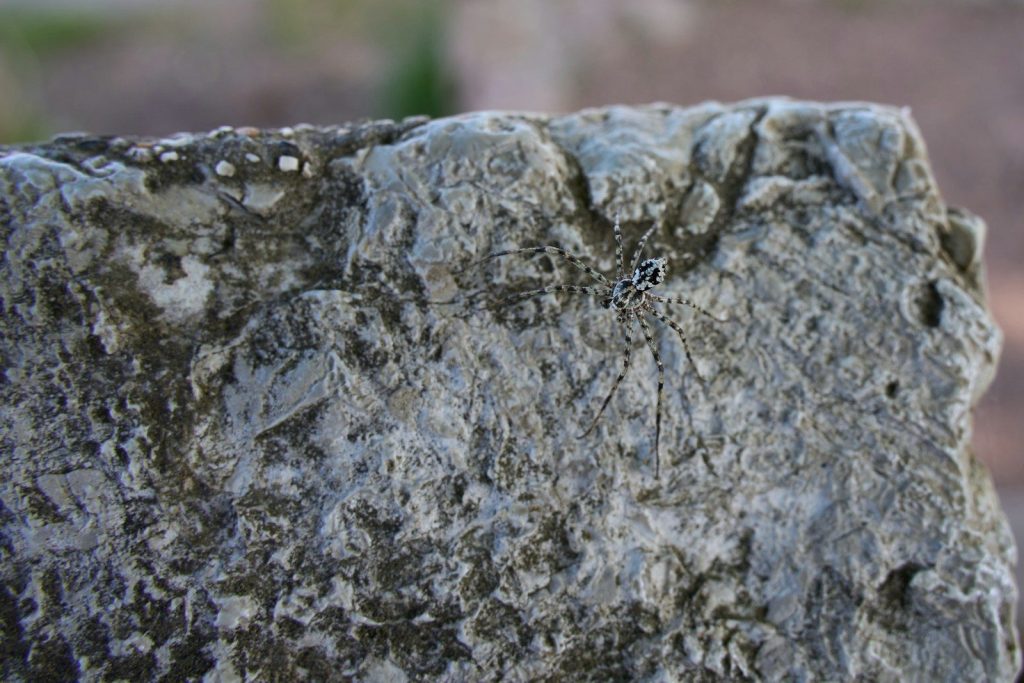 a close up of a rock with a spider crawling on it