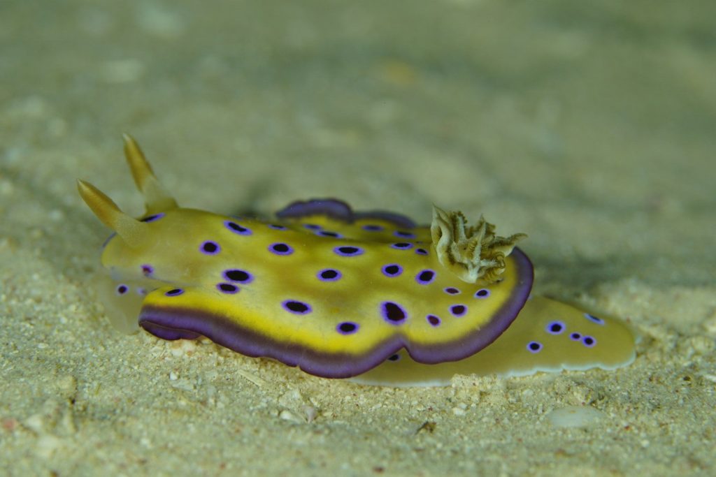 a yellow and purple slug laying on top of sand