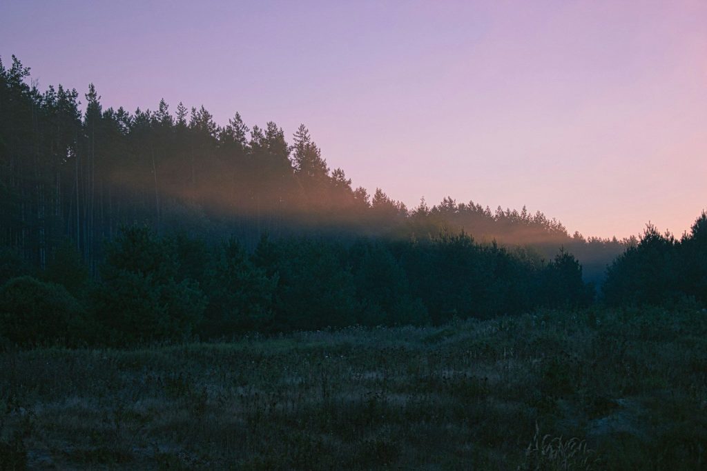 the sun is shining through the trees in the distance