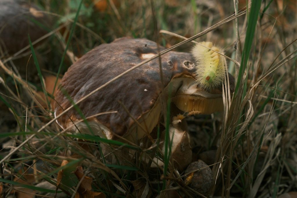A small bird pecks at a mushroom in grass.