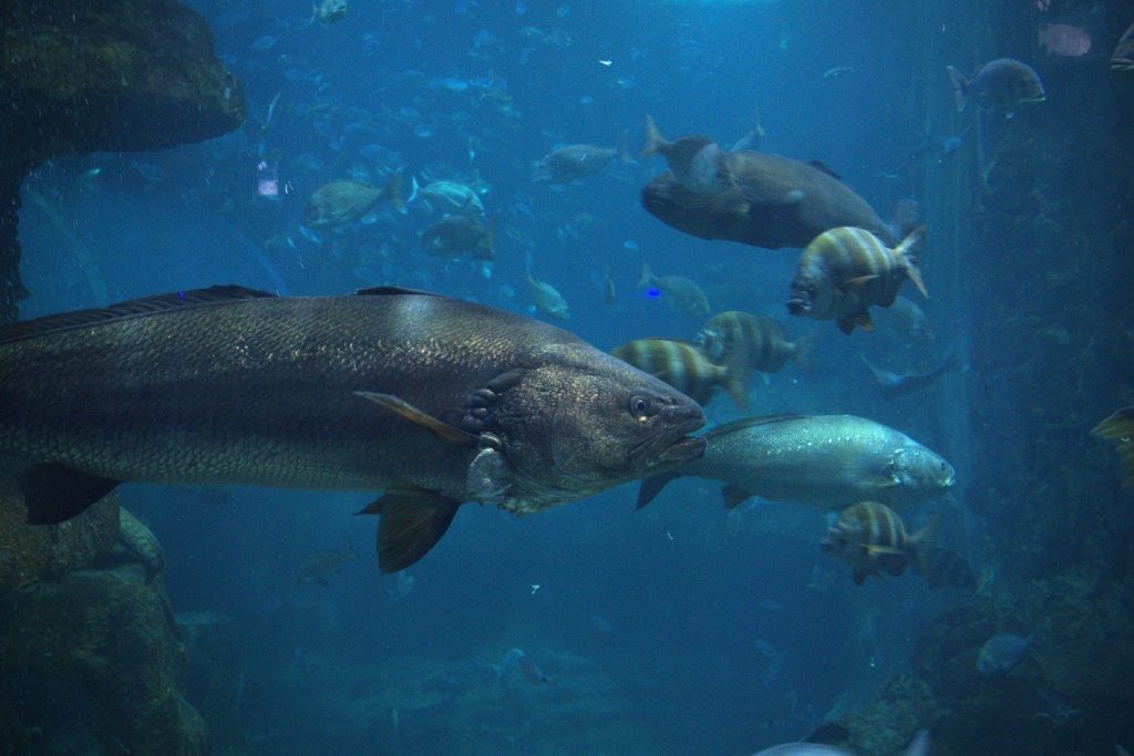 Large fish swims with smaller fish underwater