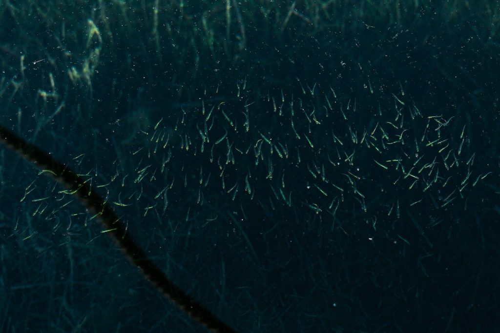 a bunch of small fish swimming in the water