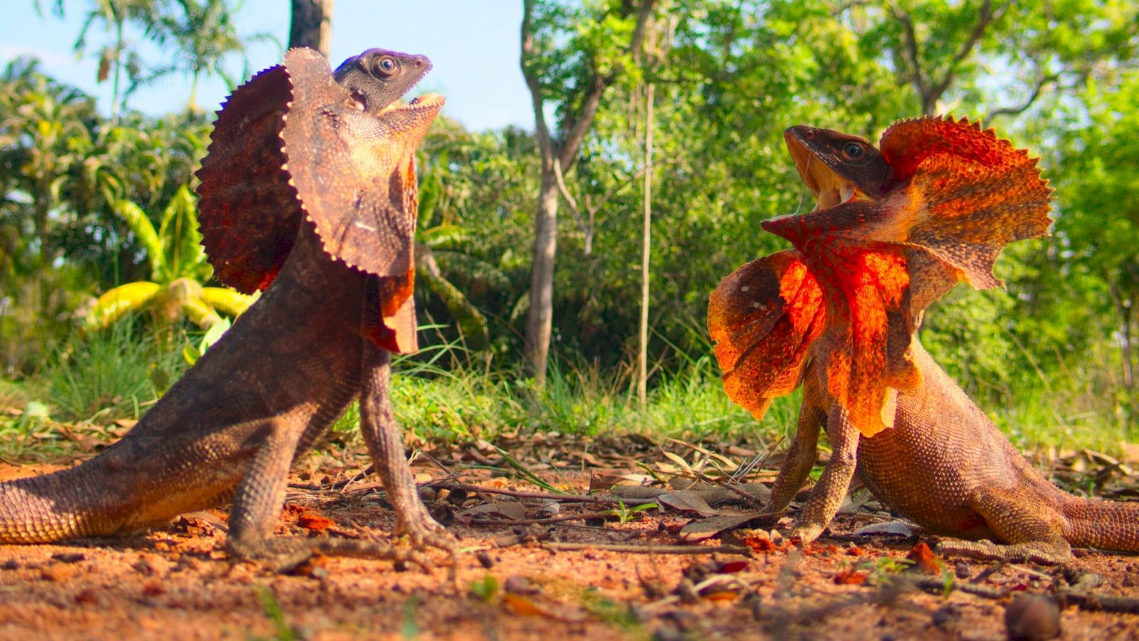 How Living Animals Inspired Ancient Monster Legends