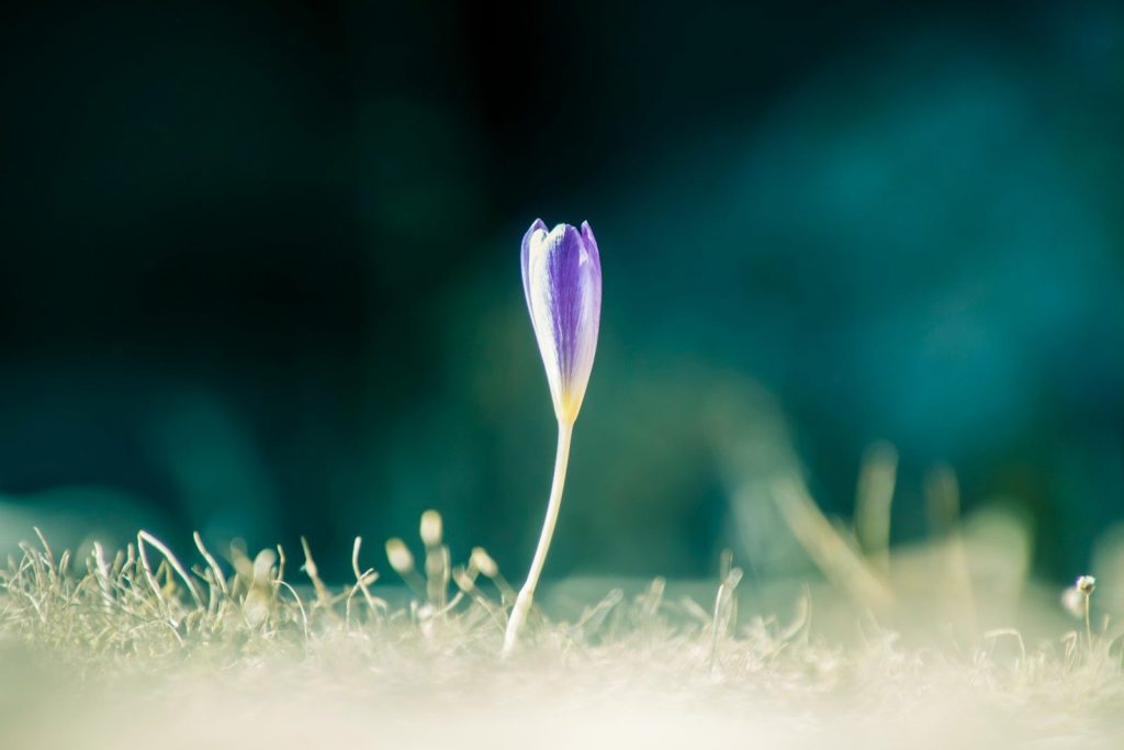 purple crocus flower in bloom during daytime