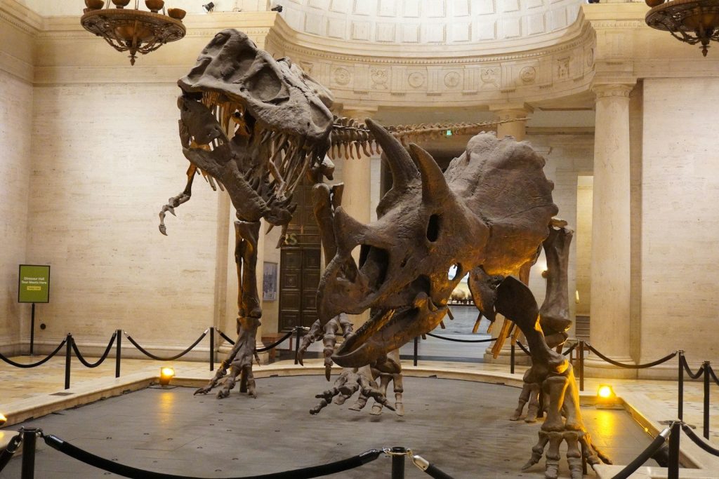 Dinosaur skeletons in a museum exhibit hall