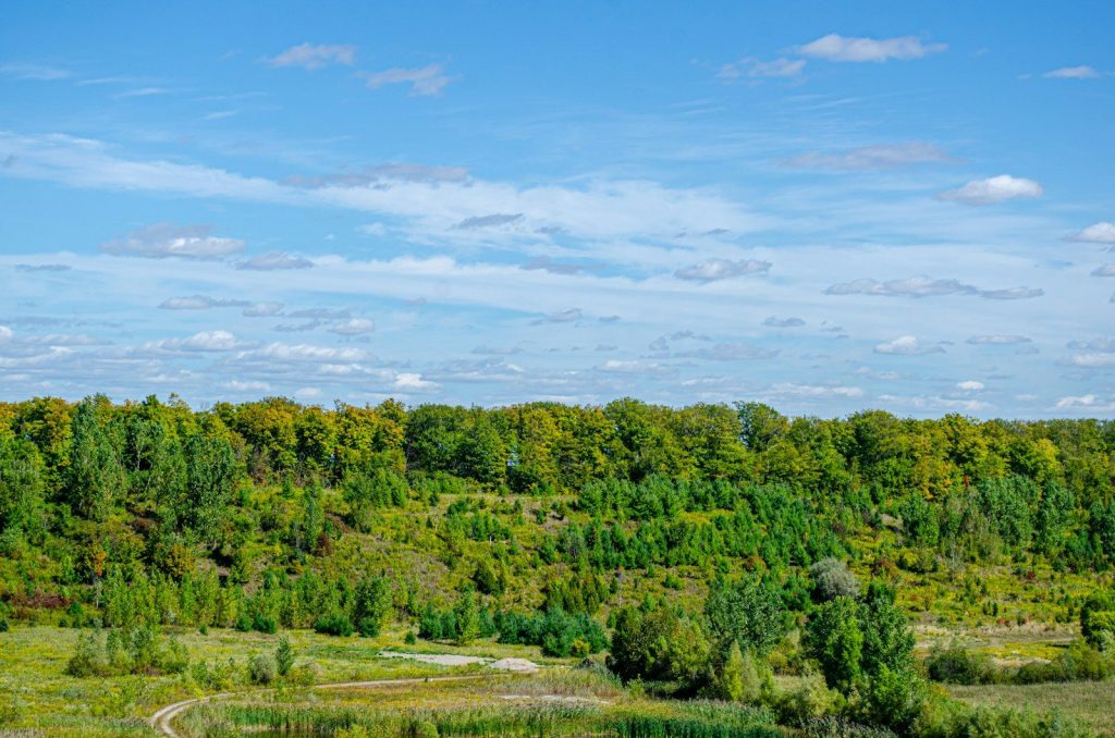 green trees under blue sky during daytime