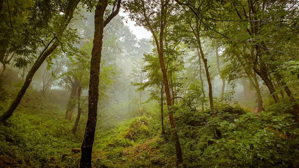 a lush green forest filled with lots of trees