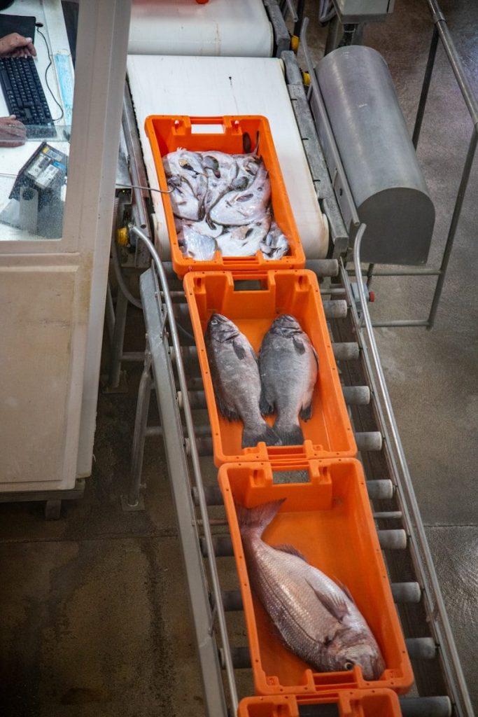 Fresh fish in orange crates on a processing conveyor belt.