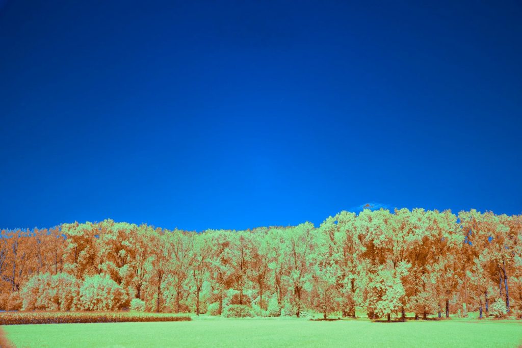 Vibrant false-color landscape with orange trees and bright blue sky.