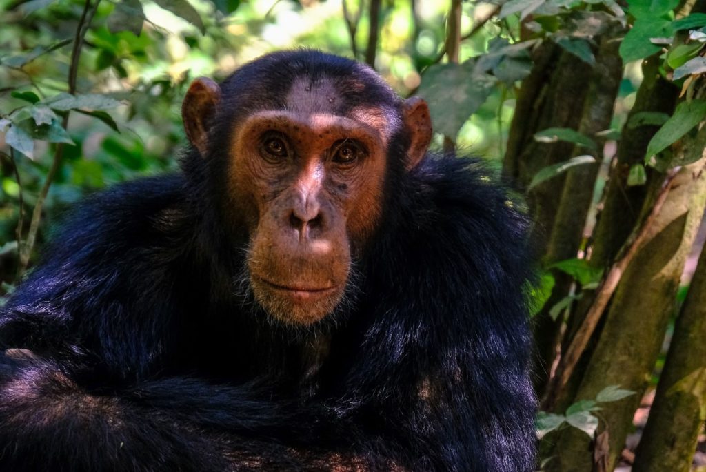 A captivating close-up of a chimpanzee amidst lush rainforest foliage, showcasing wildlife in natural habitat.