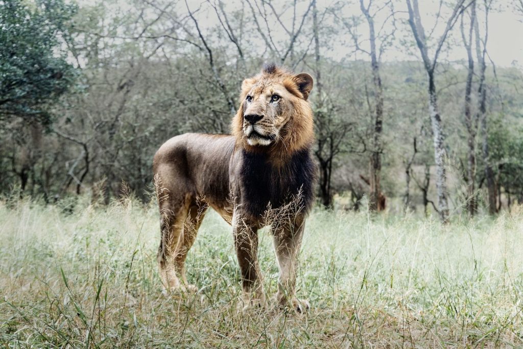 A stunning lion stands proudly in the green fields of the African savanna.