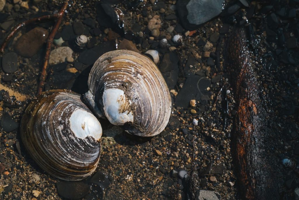 Detailed view of clam shells among pebbles and sticks on a wet shoreline.