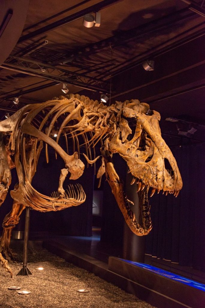 Tyrannosaurus rex skeleton displayed indoors at a museum exhibition.