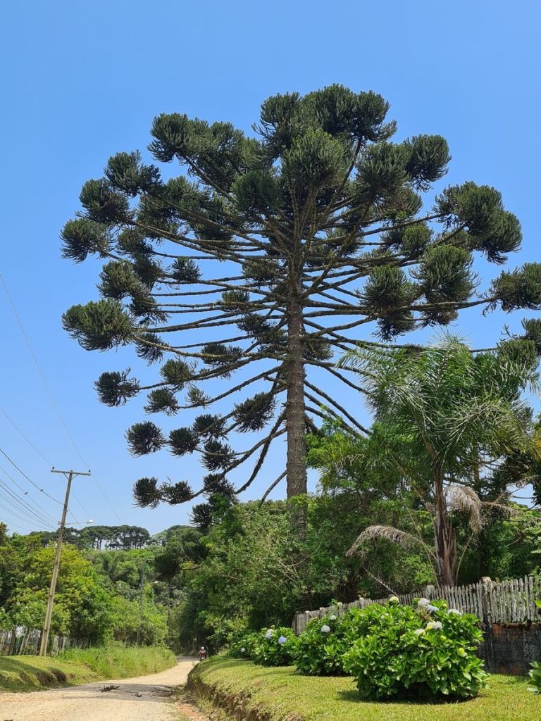 Tall Araucaria tree in lush garden beside rural pathway on a sunny summer day.