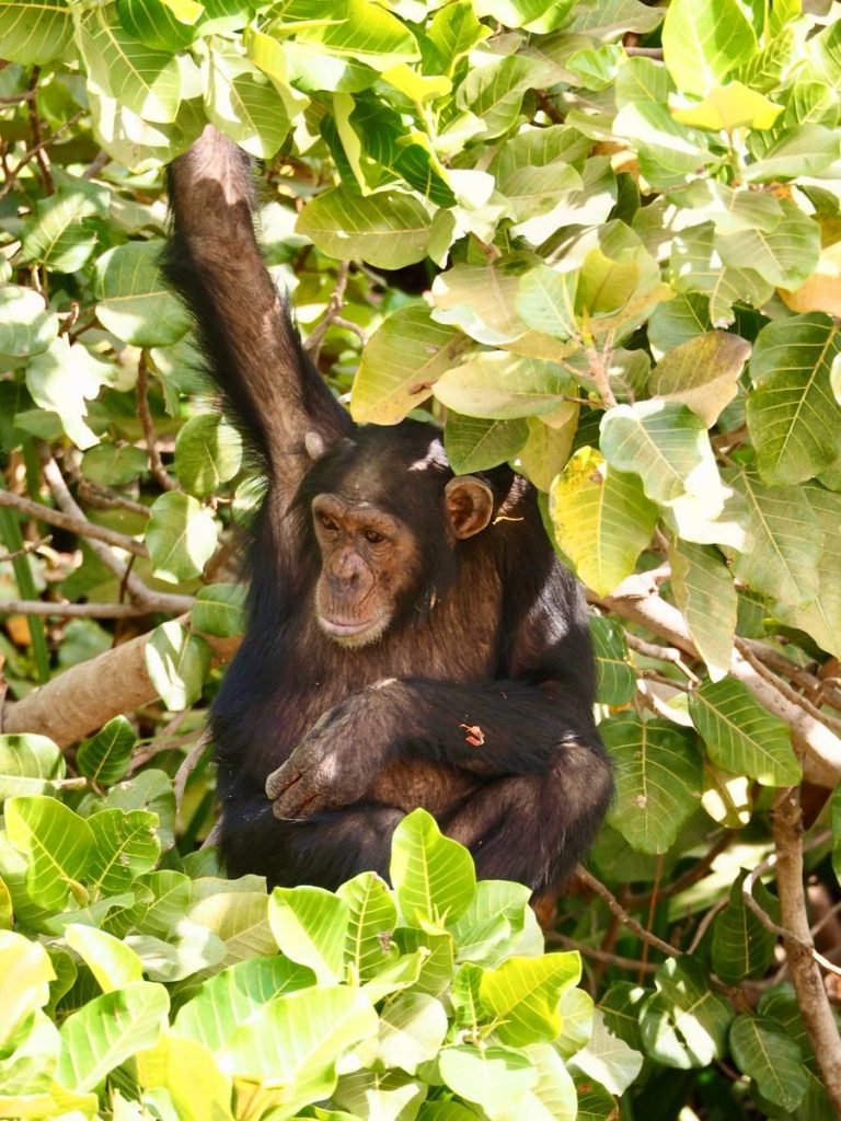 A chimpanzee sits among vibrant green leaves in its natural habitat, showcasing wildlife beauty.