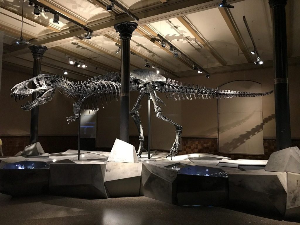 dinosaur, museum, t-rex, skeleton, evolution, nature, dangerous, dinosaur skeleton, paleontology, bone, exhibit, fossils, teeth, dinosaur, dinosaur, dinosaur, museum, t-rex, evolution, evolution, evolution, evolution, dinosaur skeleton, dinosaur skeleton, dinosaur skeleton, dinosaur skeleton, dinosaur skeleton, exhibit