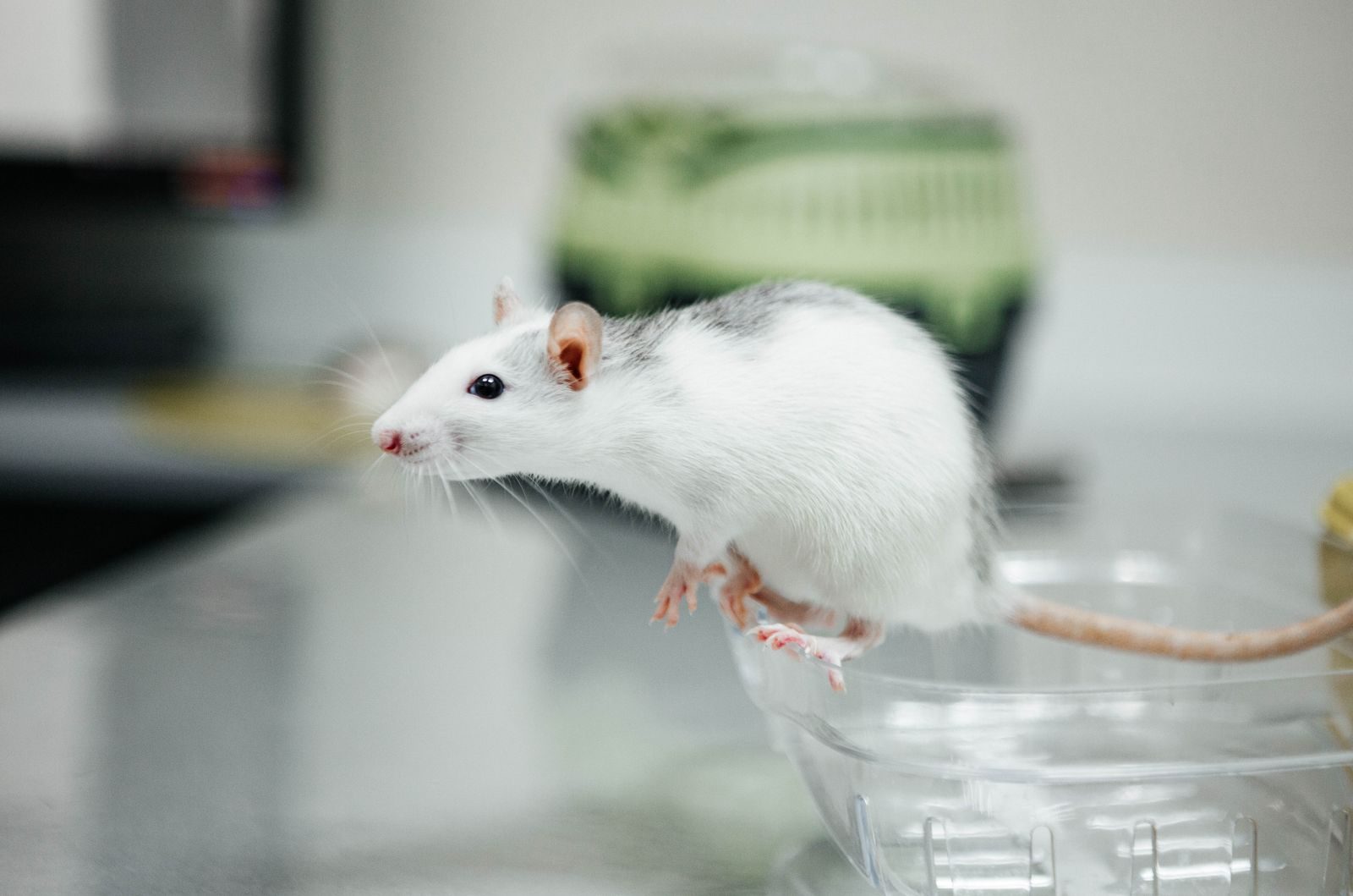 Curious white mouse perched on a bowl, symbolizing scientific research and curiosity.
