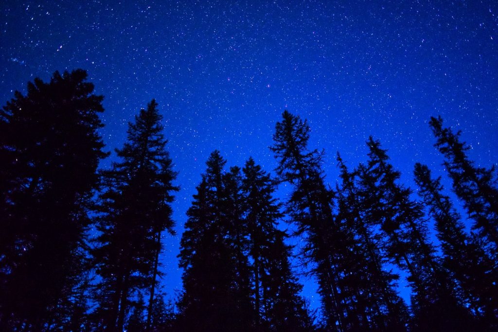 A serene night sky filled with stars over tall evergreen silhouettes in winter.