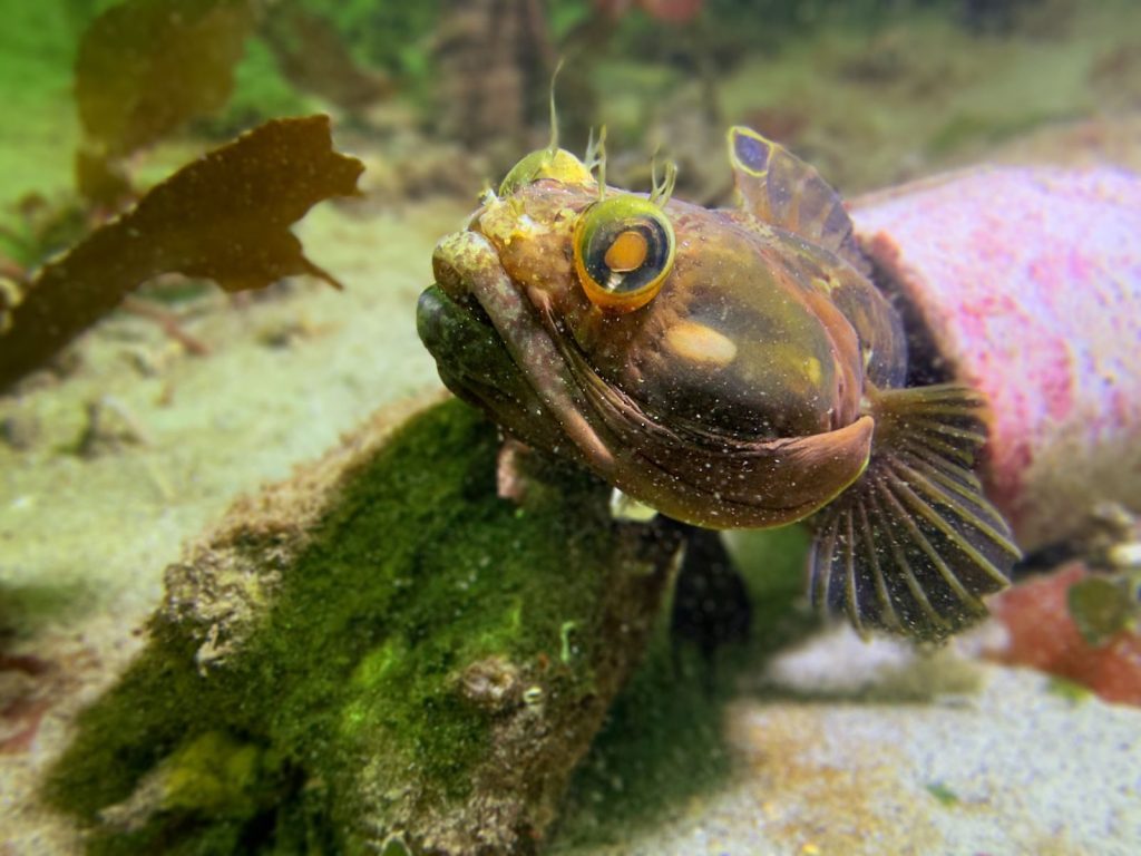 Close-up of unique aquatic fish in Monterey's vibrant underwater habitat.