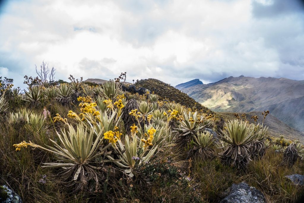 Breathtaking view of Andean mountains and frailejón plants in Choachí, Colombia.