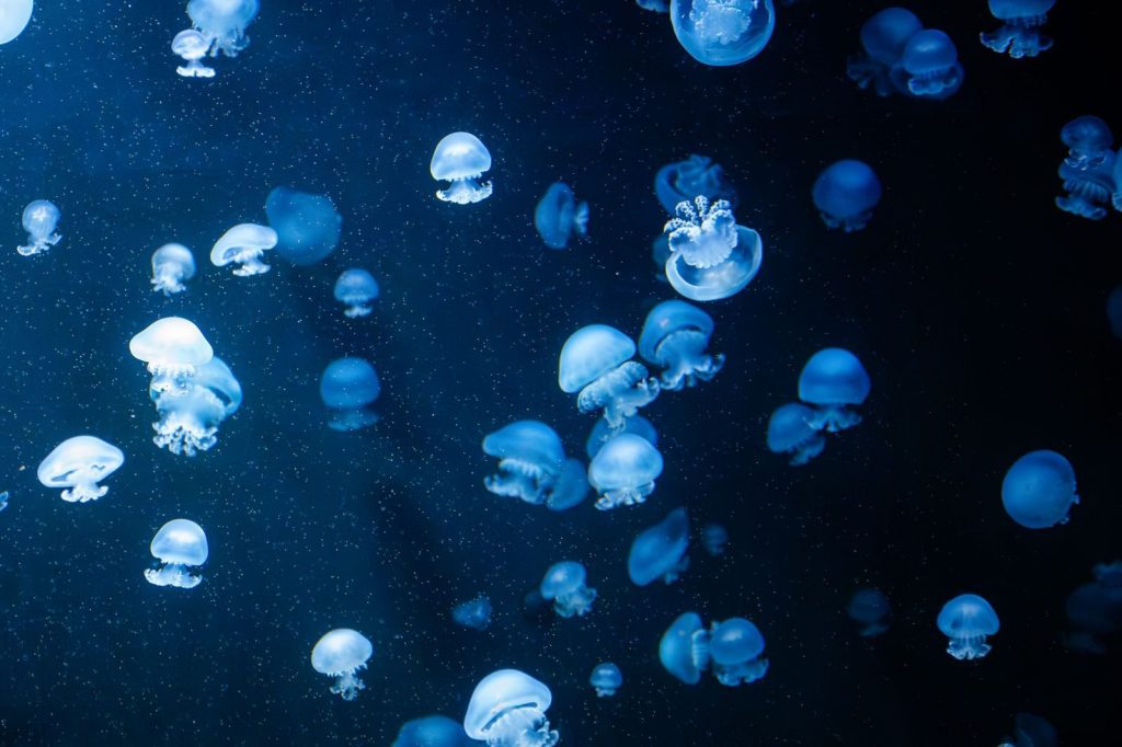 Elegant jellyfish gracefully swim in a bioluminescent underwater world, showcasing their glowing beauty.