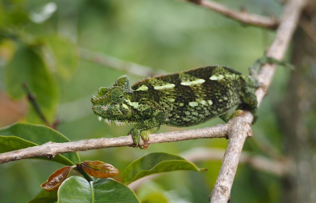 A green chameleon blending into the tree branch in its natural habitat.