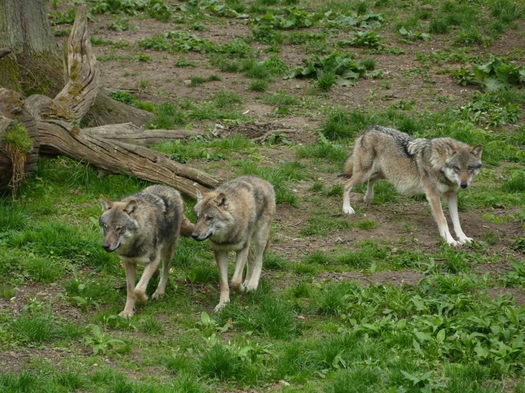Three wolves exploring a lush forest environment, showcasing wild animal behavior.