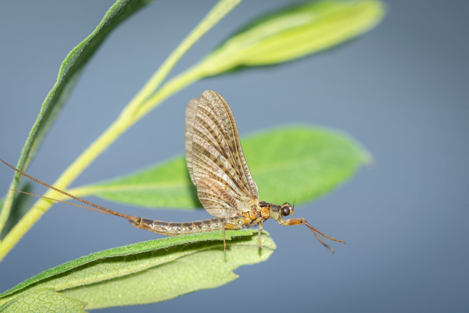 Detailed macro image of a mayfly resting on a green leaf, showcasing delicate wings and slender body.