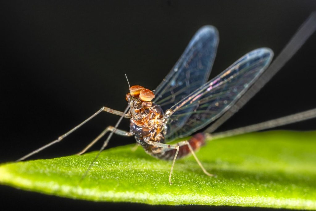Detailed macro shot of a mayfly perched on a green leaf against a black background.