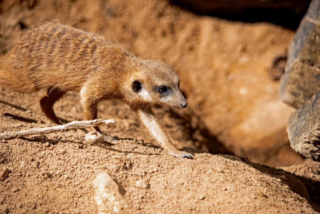 Charming meerkat on sandy ground at Augsburg Zoo. Captures natural wildlife behavior beautifully.