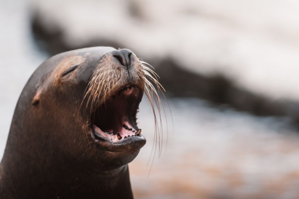 A sea lion with mouth wide open, displaying its whiskers and teeth, in a natural setting.