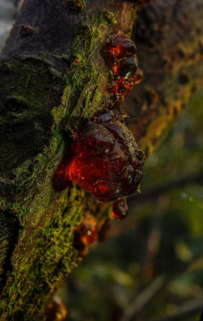 Detailed macro of amber tree resin, highlighting texture and natural beauty.