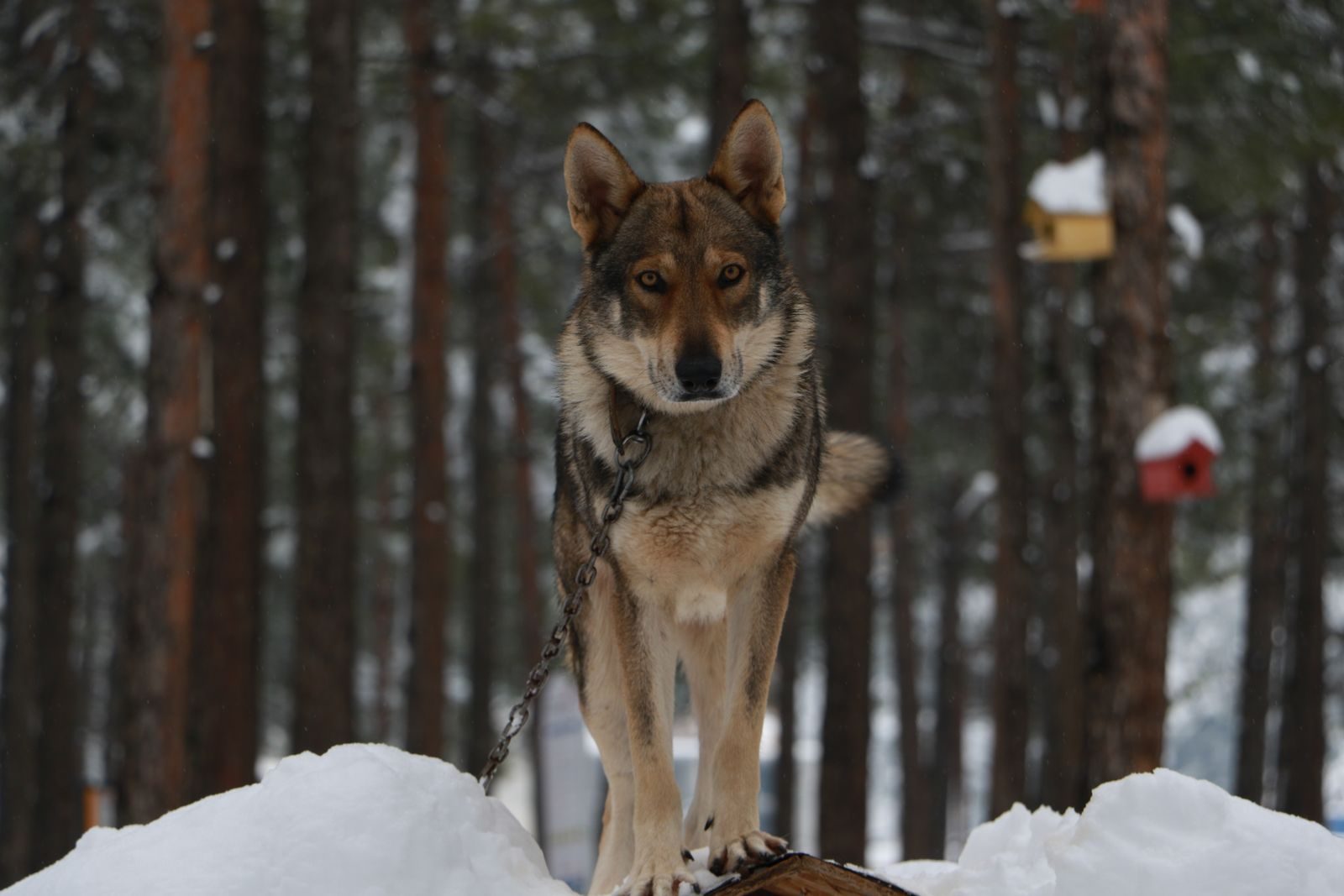 A wolf-like dog standing on a snow-covered log in a winter forest setting.