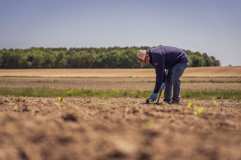 A dedicated farmer examines seedlings in an expansive rural field on a sunny day.