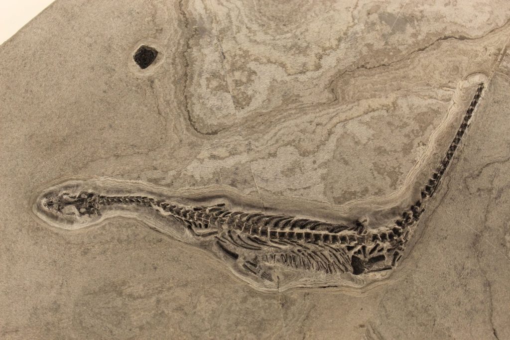 Close-up of a fossilized dinosaur skeleton preserved in rock, showcasing the ancient creature.