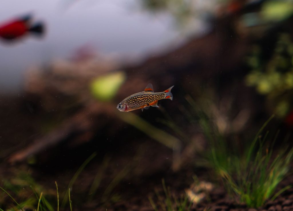 Close-up of a Celestial Pearl Danio fish swimming among aquatic plants in an aquarium.