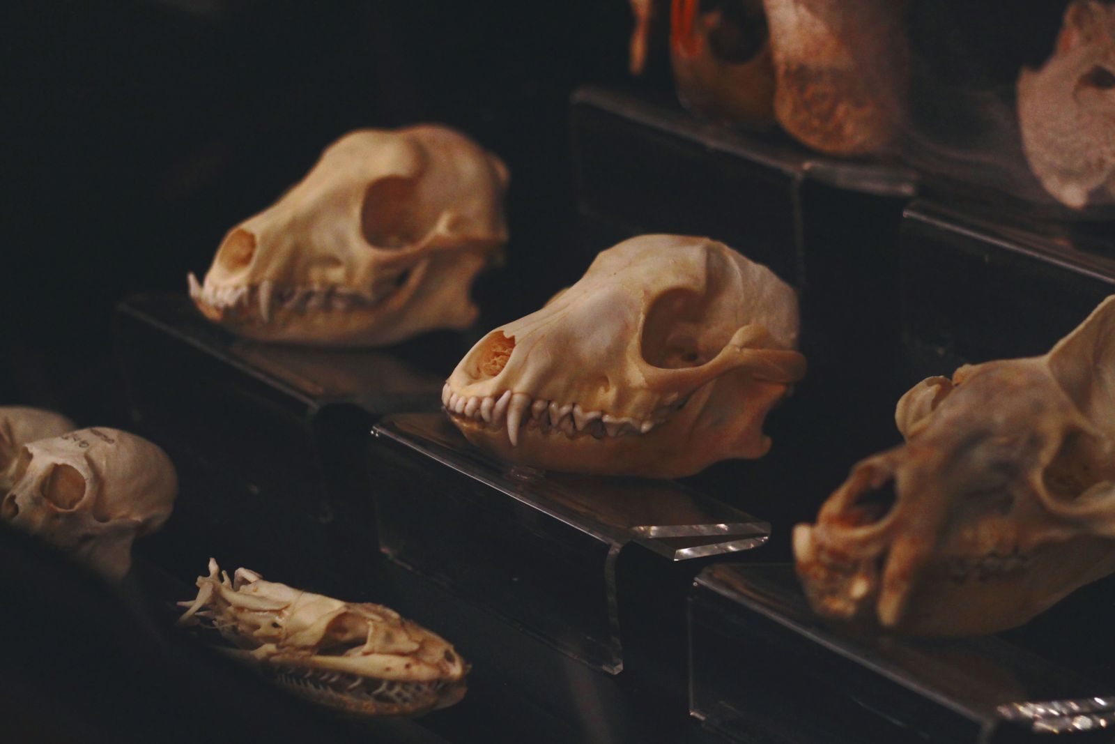 A captivating display of animal skulls arranged in a museum setting, highlighting natural history.