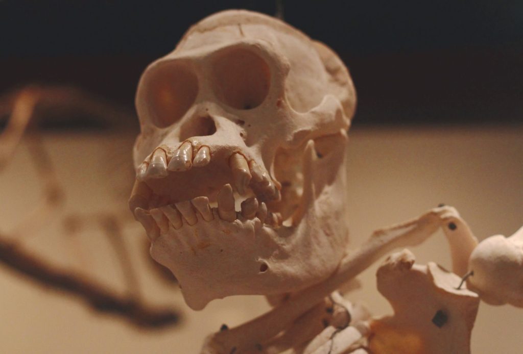 A detailed close-up of a monkey skull in a museum exhibit showcasing its anatomical features.