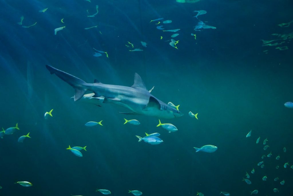 a large shark swimming in a large body of water