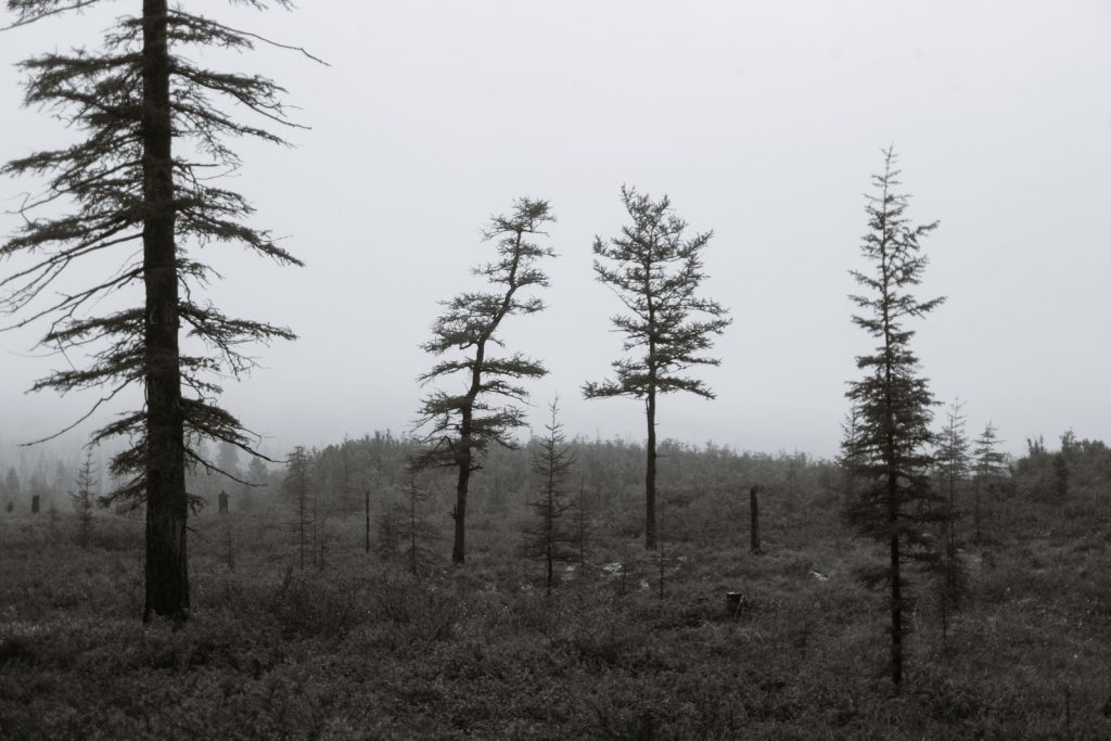 Black and white of dry coniferous trees growing in hilly valley against foggy sky