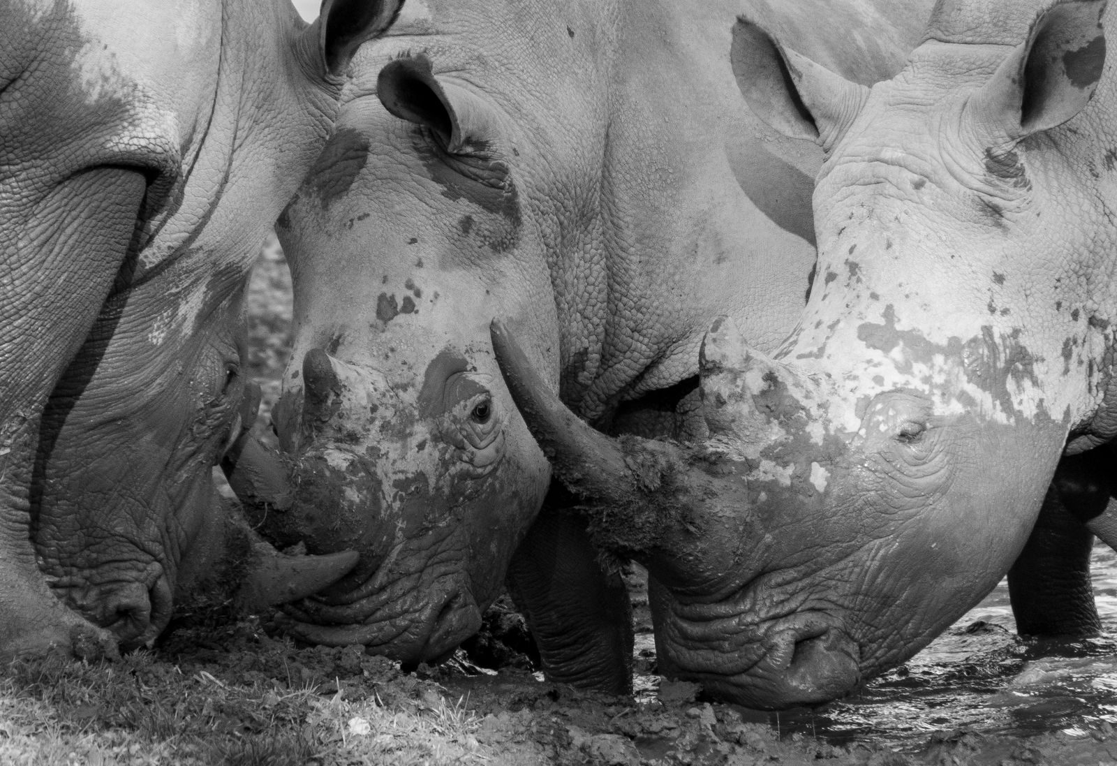 A black and white image of rhinoceroses with horns covered in mud, highlighting wildlife.