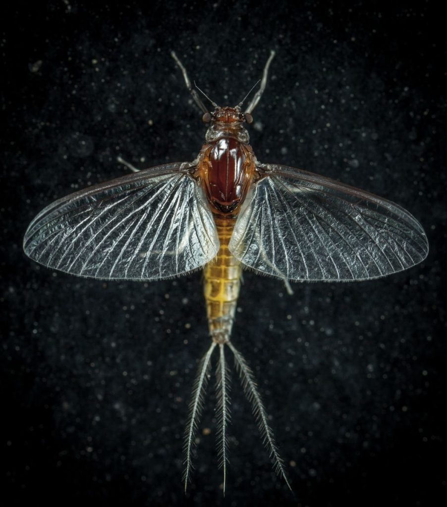 Detailed macro image of a winged insect on a black background, showcasing transparency and texture.